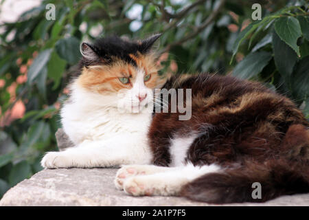 Portrait von niedlichen inländischen bunte Katze genießt aufliegt und auf Mauer aus Stein, die Verbindung der Garten an einem schönen sonnigen Tag und schöne Natur Umwelt. Stockfoto