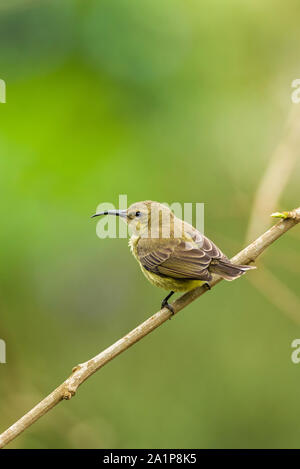Weibliche Variable oder Yellow-bellied Sunbird (Cinnyris venusta falkensteini) auf Ast sitzend, Kenia Stockfoto