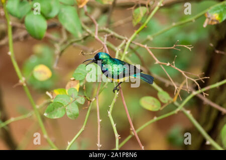 Männliche Variable oder Yellow-bellied Sunbird (Cinnyris venusta falkensteini) auf Ast sitzend, Kenia Stockfoto