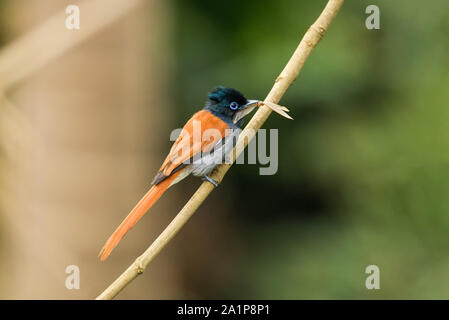 Afrikanische Paradies - Fliegenfänger (Terpsiphone viridis) auf Zweig mit fliegenden Termiten im Schnabel, Kenia Stockfoto