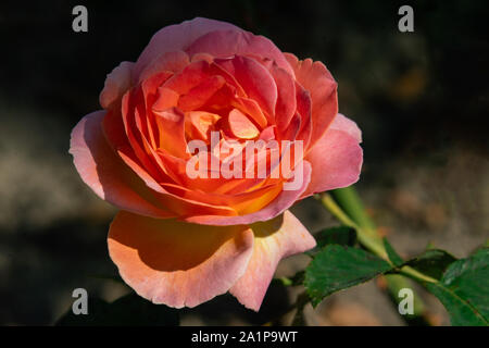 Ausführliches Porträt einer Orange ELLE rose Kopf im hellen Sonnenschein mit einem schwarzen Hintergrund Stockfoto