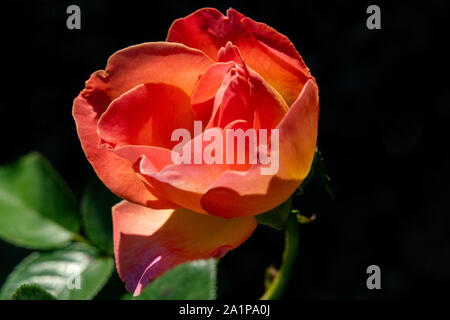 Ausführliches Porträt einer Orange ELLE rose Kopf im hellen Sonnenschein mit einem schwarzen Hintergrund Stockfoto