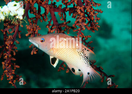 Diana's hogfish, bodianus Diana, Sulawesi, Indonesien. Stockfoto
