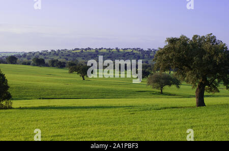 Weide der Eichen und der grüne Wiese mit blauer Himmel mit Wolken spritzte Stockfoto