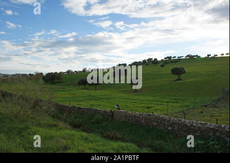 Weide der Eichen und der grüne Wiese mit blauer Himmel mit Wolken spritzte Stockfoto