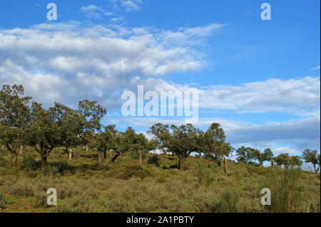 Weide der Eichen und der grüne Wiese mit blauer Himmel mit Wolken spritzte Stockfoto