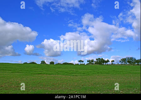 Weide der Eichen und der grüne Wiese mit blauer Himmel mit Wolken spritzte Stockfoto