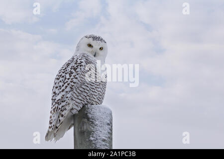 Nahaufnahme von starren Snowy Owl auf Post gegen weiße Wolken im blauen Himmel Stockfoto