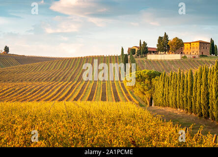 Golden Weinberge im Herbst, Chianti, Toskana, Italien. Stockfoto