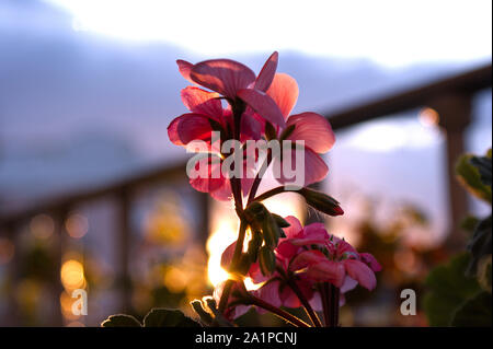 Rosa Geranien auf dem Balkon Weiß, Rot und Fuchsia Geranien auf dem Balkon Stockfoto