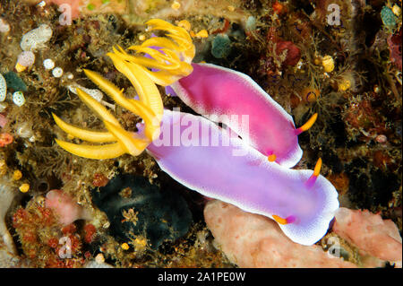 Paarung Nacktschnecken, Doris/Chromodoris bullocki, Sulawesi Indonesien. Stockfoto