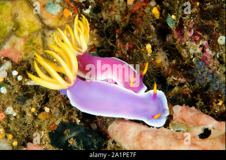 Paarung Nacktschnecken, Doris/Chromodoris bullocki, Sulawesi Indonesien. Stockfoto