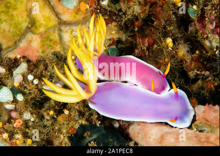 Paarung Nacktschnecken, Doris/Chromodoris bullocki, Sulawesi Indonesien. Stockfoto