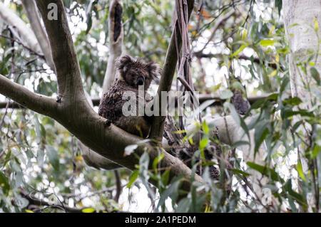 Zwei Koalas hocken hoch oben einen Kaugummi Baum bei starkem Regen im Regenwald auf der Great Ocean Road, Victoria, Australien. Stockfoto