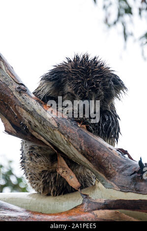 Ein Regen durchnässt Koala hocken hoch oben einen Kaugummi Baum bei starkem Regen im Regenwald von Cape Otway aus der Great Ocean Road in Victoria, Australien. Stockfoto