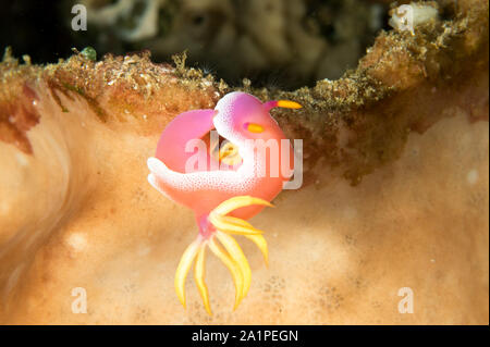 Nacktschnecken, Doris/Chromodoris bullocki, liegend Eier Sulawesi Indonesien. Stockfoto