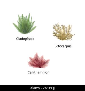 Hand gezeichnet Vector Illustration von bunten Meer Unkraut: Cladophora, Ectocarpus, Callithamnion. Isolierte Gruppe von Algen auf weißem Hintergrund Stock Vektor
