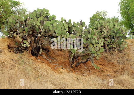 Büsche von Nopal (Opuntia Kakteen) in Teotihuacan, Mexiko. Stockfoto