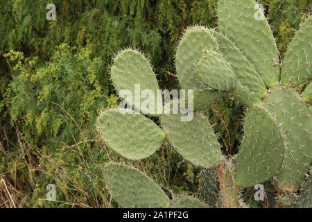 Büsche von Nopal (Opuntia Kakteen) in Teotihuacan, Mexiko. Stockfoto