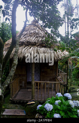 In der Nähe von einem kleinen strohgedeckten Hütte aus Bambus und Stroh mit einigen bigleaf endless summer Hortensie Anlage und blaue Blumen in mawlynnong Dorf Stockfoto