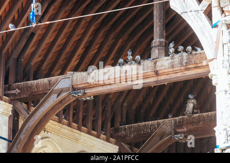 Die Christchurch Cathedral an einem sonnigen Tag in Neuseeland Stockfoto