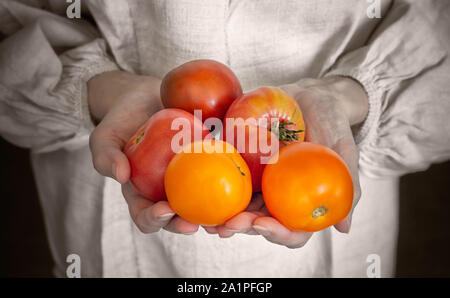 Eine Bäuerin, ein Landwirt, hält fünf roten und saftigen Tomaten in den Händen. Sie einfach die Frucht im Gemüsegarten. Stockfoto