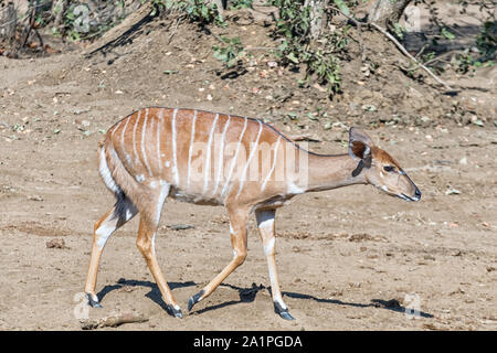 Ein nyala Ewe, Tragelaphus angasii, wandern von links nach rechts Stockfoto