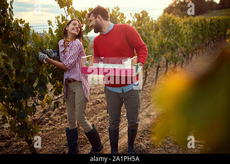 Glückliches Paar zu Fuß durch die Weinberge. Familie Weinlese im Weinberg Stockfoto