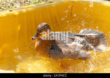 Aus der Nähe zu sehen. eine Ente planschen in einem Kunststoff gelb Shell Stockfoto