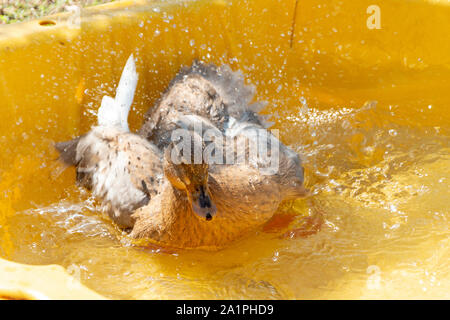 Aus der Nähe zu sehen. eine Ente planschen in einem Kunststoff gelb Shell Stockfoto