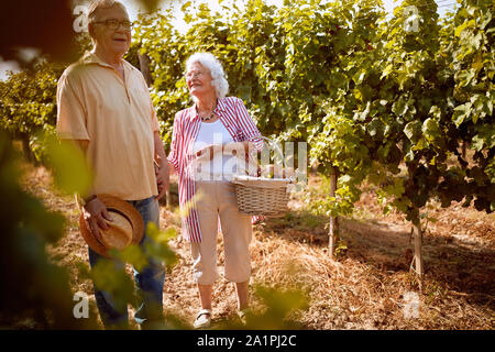 Reife Trauben im Weinberg. Familie Weinberg. Gerne älteres Paar in Liebe im Weinberg vor der Ernte Stockfoto