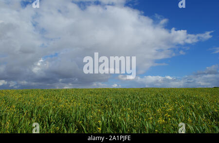 Weizen Feld vor Bergen und Himmel mit Wolken Hintergrund Weizen Feld neben der Berge, und ein blauer Himmel mit Wolken Hintergrund Stockfoto