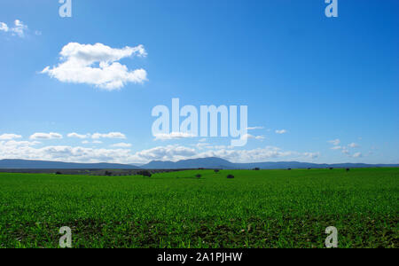 Weizen Feld vor Bergen und Himmel mit Wolken Hintergrund Weizen Feld neben der Berge, und ein blauer Himmel mit Wolken Hintergrund Stockfoto