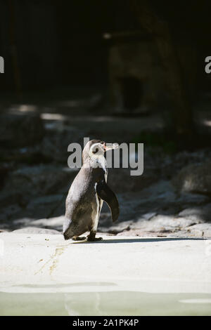 Der Pinguin steht und gerade aussieht. Copyspace Stockfoto