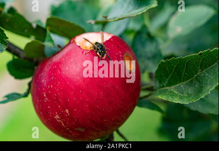 Wasp Essen auf einem Apple Stockfoto