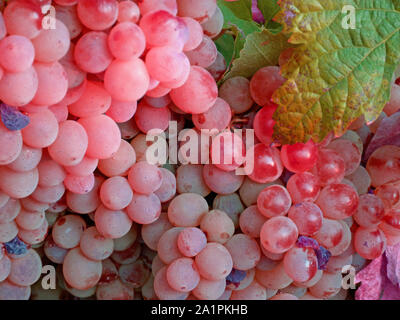 Traube, cluster, cluster von Trauben, Reben, Weinberg, Blätter, Feld, Obst, süßes, gelb, grün, orange, rot, Wein, Rosa, sonnig, Wasser, Tropfen Stockfoto