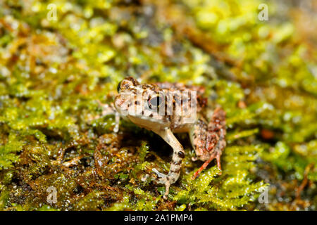 Kleiner Frosch Boophis rhodoscelis, Froscharten, die in den Mantellidae Familie. Masoala Nationalpark, Madagascar Wildlife und Wüste Stockfoto