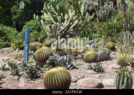 Blick auf unterschiedliche Arten von Kakteen. Stockfoto