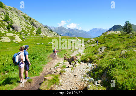 Chamonix-Mont-Blanc, Frankreich - 30. Juli 2019: Leute beobachten Steinböcke in den Französischen Alpen. Wilde Ziege, Steinbock, in Lateinamerika Capra ibex. Menschen und wilden Tieren. Alpine Landschaft im Sommer. Stockfoto