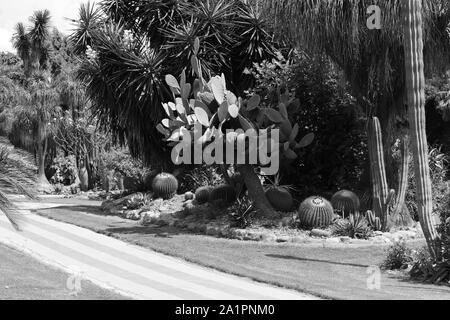 Blick auf unterschiedliche Arten von Pflanzen in einem Garten in Schwarzweiß. Stockfoto