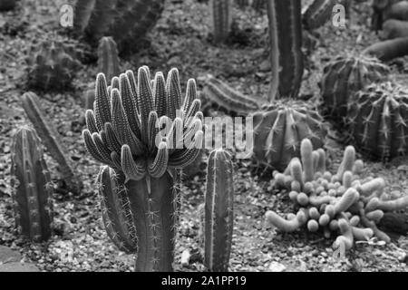 Verschiedene Arten von Kakteen in Schwarzweiß. Stockfoto