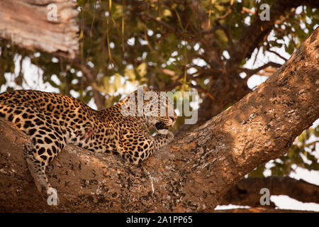 Leopard liegend auf einem Ast, eine kreisförmige Wunde an seiner Flanke gesehen werden, vielleicht von einem Tier Horn. Ruaha Nationalpark ist das größte nationale Stockfoto