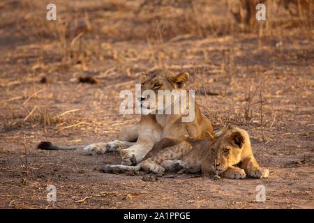 Löwin und cub Vermessung das Land am Morgen Sonnenschein, Ruaha Nationalpark, Tansania Stockfoto