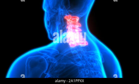 Menschliches Skelett System Wirbelsäule Anatomie Stockfoto