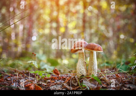 Twin Pilze wachsen zusammen im Wald. Sammlung der natürlichen Umwelt- und vegetarisches Essen. Stockfoto