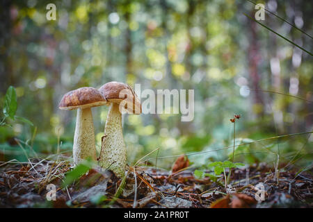 Twin Pilze wachsen zusammen im Wald. Sammlung von natürlichen umweltfreundlichen und vegetarische Kost Stockfoto