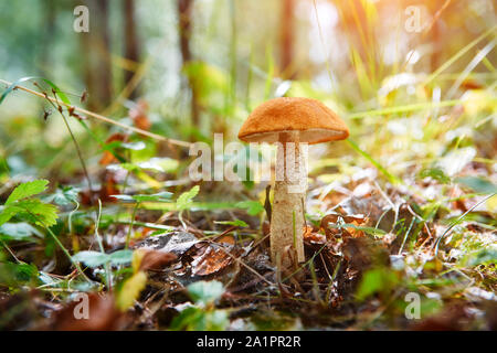 Leccinum Pilze im Gras an einem sonnigen Herbsttag. Selektive Weichzeichner, verschwommenes Vorder- und Hintergrund. Stockfoto