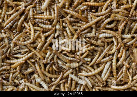 Getrocknete Mehlwürmer, die wir für unsere pet Hedgehog gekauft hatte. Sie sind große gesunde Snacks für Igel, Vögel und andere kleine Kreaturen. Stockfoto