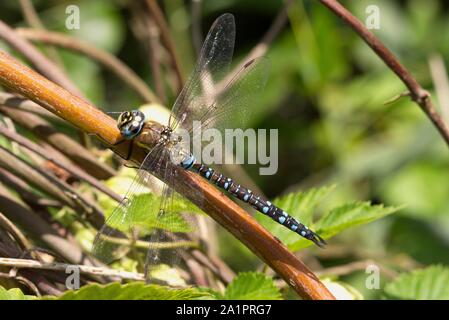 Ein männlicher Migranten Hawker, Aeshna mixta, ruht auf einem Betrieb stammen. Stockfoto