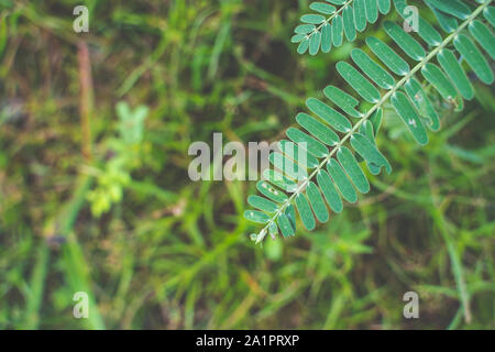 Die Agasta Blätter oder Sesban oder pflanzlichen Kolibris oder Kolibris Baum oder Butterfly tree oder Agati, Blätter und Licht Stockfoto